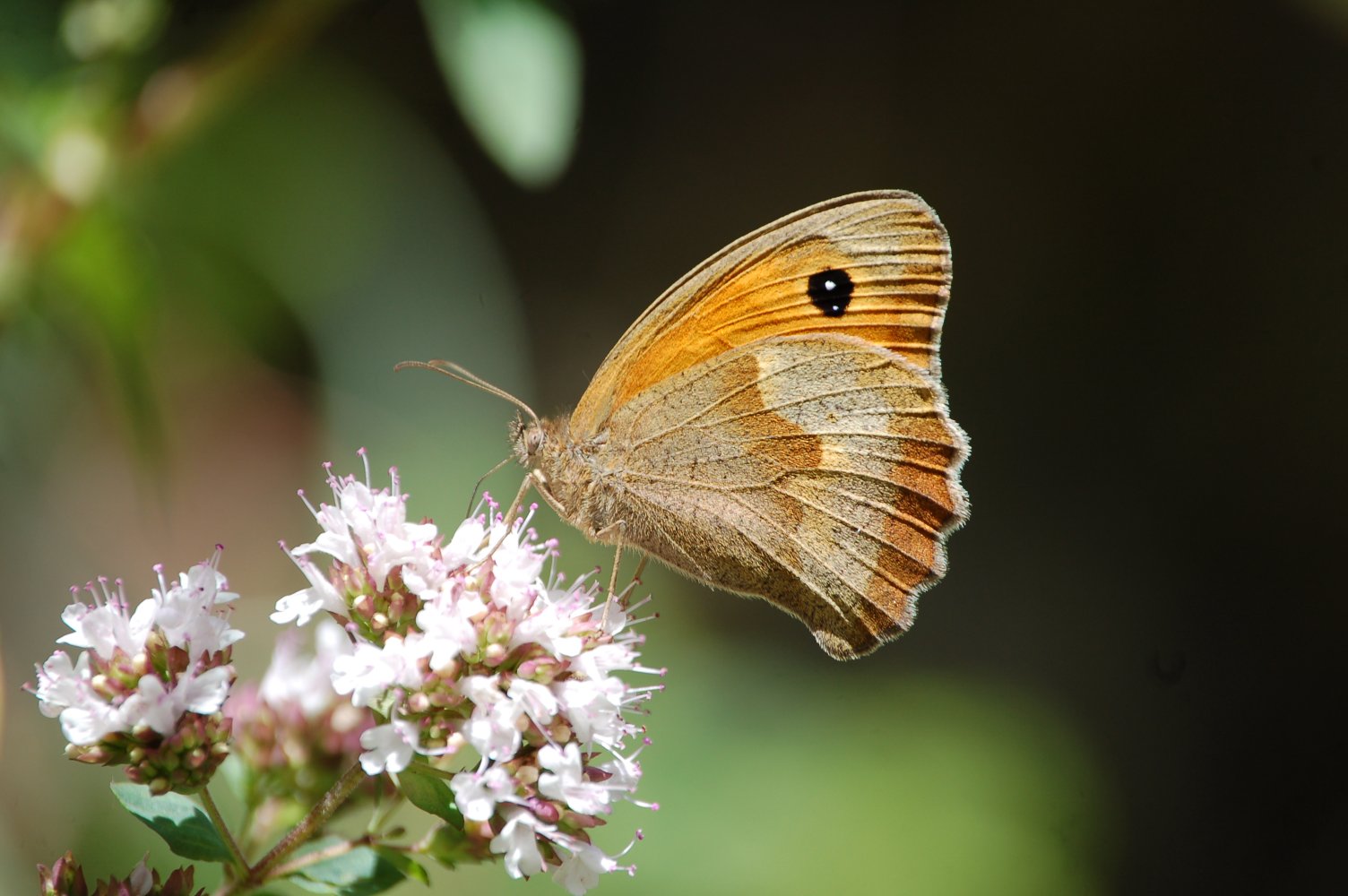 Pyronia tithonus ?